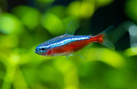 Cardinal Tetra The Complete Care And Breeding Guide