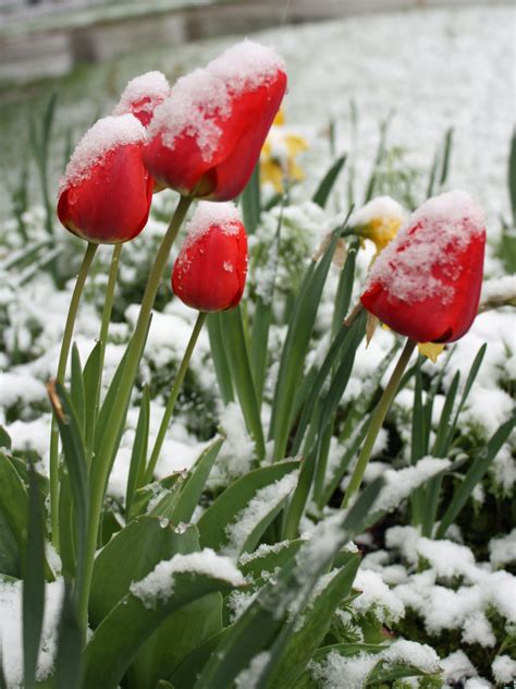 Morningstar Happenings Hang Tight Snowy Tulips