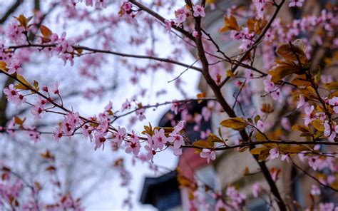Download Wallpaper 3840x2400 Sakura Flowers Petals Branches Tree