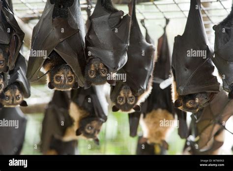 Spectacled Flying Foxes Pteropus Conspicillatus Hanging From Roof Of