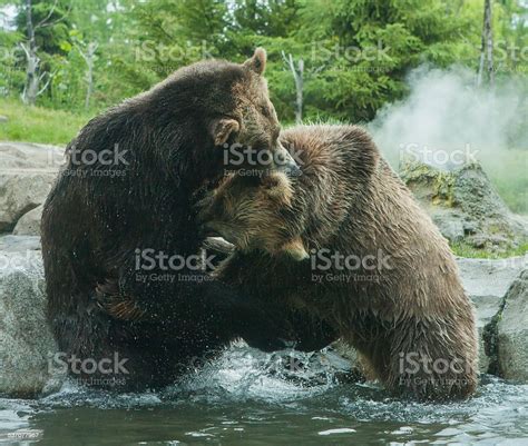 Two Grizzly Bears Fight Stock Photo Download Image Now 2015 Anger