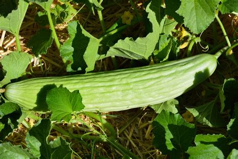 Cucumber Varieties From Kirby To Persian