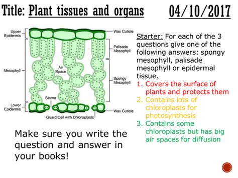 Plant Tissues And Organs Complete Lesson Gcse 1 9 Teaching Resources
