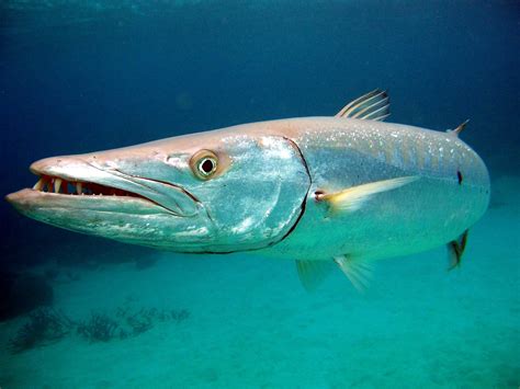 Put the red onion slices into a bowl and. What do barracudas eat