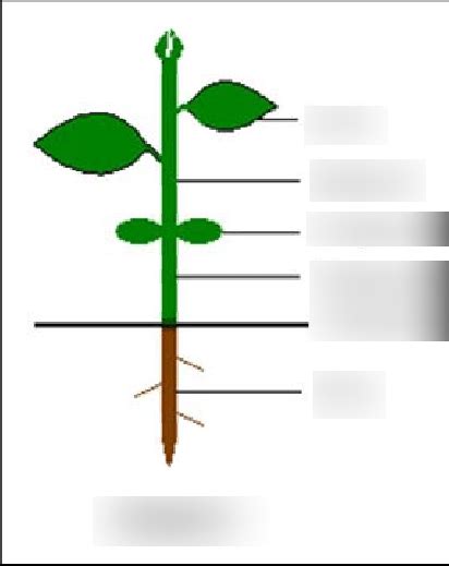 Parts Of A Plant Diagram Quizlet