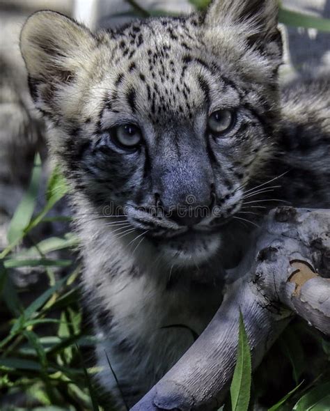 Snow Leopard Cub Face Stock Image Image Of Buckskinman 104946207