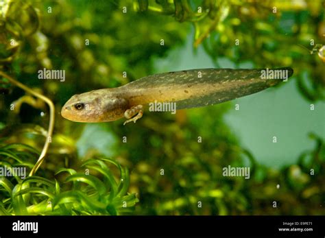 Tadpole Close Up Hi Res Stock Photography And Images Alamy