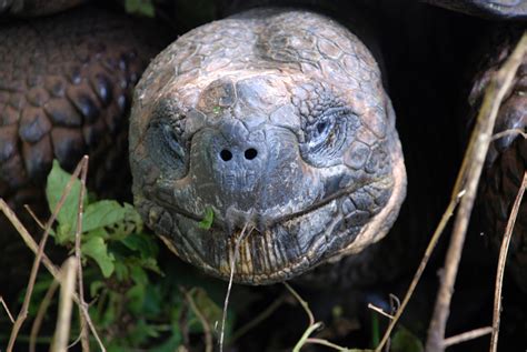 Galapagos Tortoise Web Cam Select Latin America