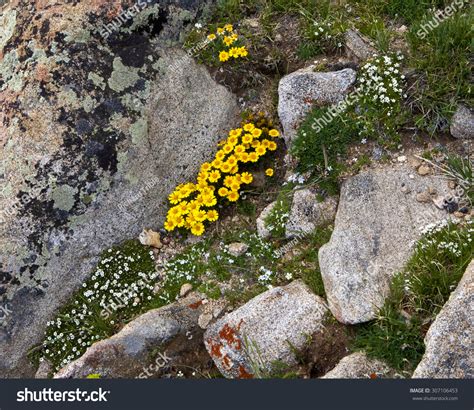 Wildflowers And Lichen Above The Tundra Line At Rocky Mountain National