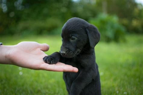National Black Dog Day October 1st Adopt A Black Dog