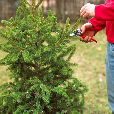 What To Prune When Trees And Shrubs Douglas Fir And Evergreen