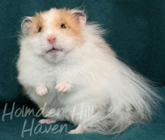 Any pups i've held back to be used in my breeding program will not be pictured until they've reached breeding age. Tarot Hamsters' "Chap"- Golden Dominant Spot Longhaired ...