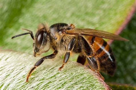 Premium Photo Apis Mellifera Western Honey Bee European