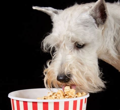 Dogs Eating Popcorn Can Get Choking Hazard Feed Popcorn