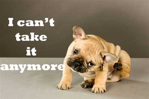 If the dry skin is on your heels, you can use a pumice stone. dog itchy skin | Ruff Ideas