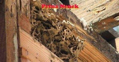 Cara cepat membasmi rayap tanpa bahan kimia. CAHAYA HIDUPKU: PETUA HALAU ANAI-ANAI DARI RUMAH
