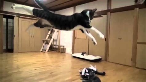 Funny Cats Falling Compilationfunny Cats Compilation 2015funny Cat