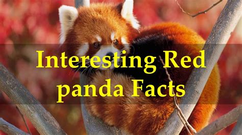 Interesting Red Panda Facts Youtube
