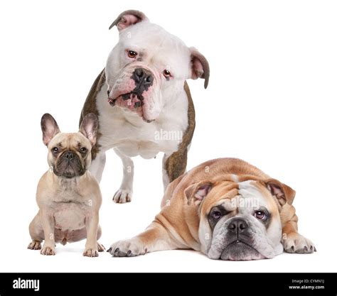 The Bulldog Family. French Bulldog,American Bulldog and English Bulldog