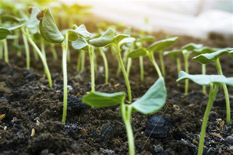 Growing Okra From Seeds Or Seedlings Food Gardening Network