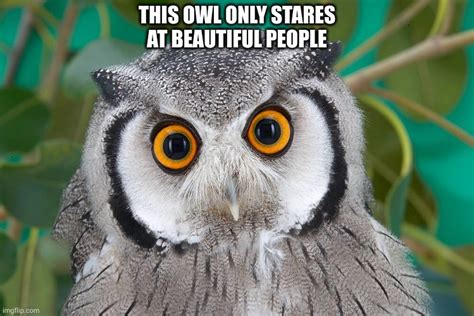 The Best Owl Memes Memedroid