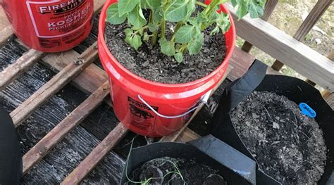 5 Gallon Bucket Potatoes Update 3 08 2020 Garden Planters