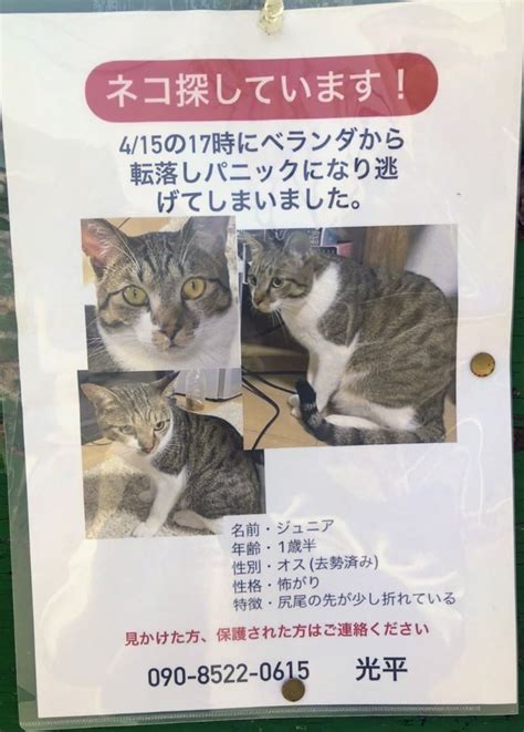 【シェア拡散希望】大東市北条2丁目辺りで猫を探しています！ ねこ心のブログ