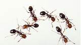 University Of Florida Ant Control
