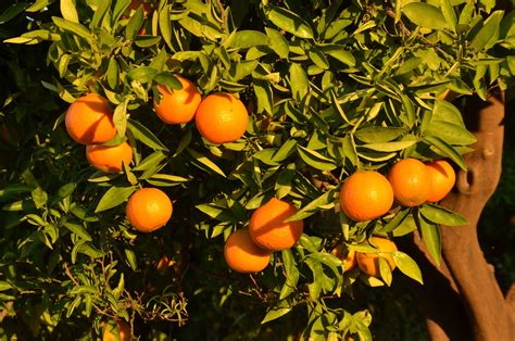 Naranja Fruta Árbol Foto Gratis En Pixabay Pixabay