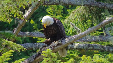 Great Bear Rainforest British Columbias Wildlife Lodges Holidays