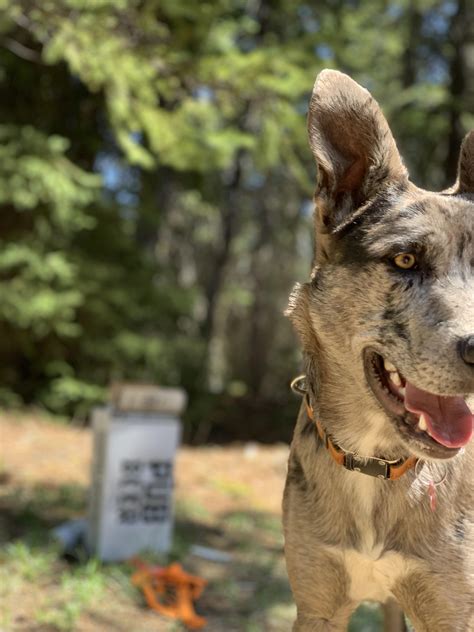 My Pup Hes A Year Old Catahoula Husky Mix His Name Is Atreus Raww