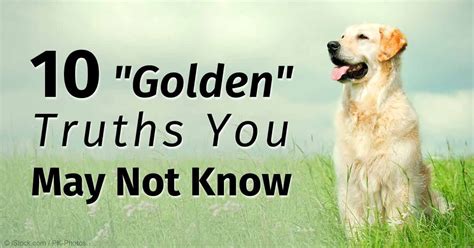 Please send any copyright reports to copyright@thumbzilla.com. Golden Retrievers: Easy to Train and Eager to Please Dog ...