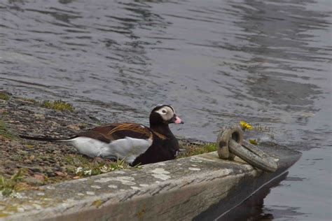 The Nairn Birder Long Tailed Duck In Harbour