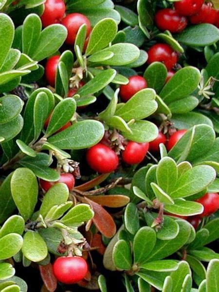 How the bearberry plant helps our ecosystem. Bearberry - Kinnikinnik - Calgary Plants @ Aspen Crossing