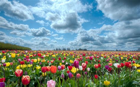 Free Download Tulips Wallpapers 09 Hd Wallpaper Downloads 1920x1200