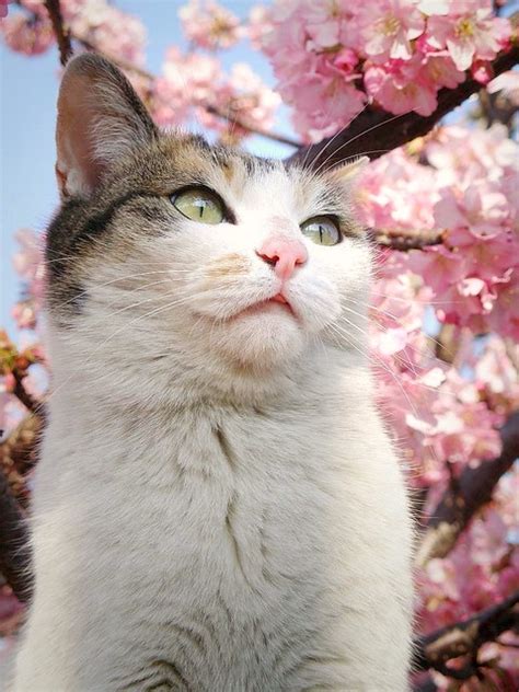Sakura Cat You Can View All The Sakura Cats Photos By Clic Flickr