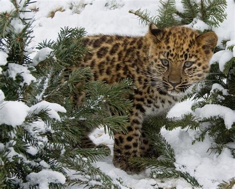 Little Critterz: Animal Profile: Amur Leopard