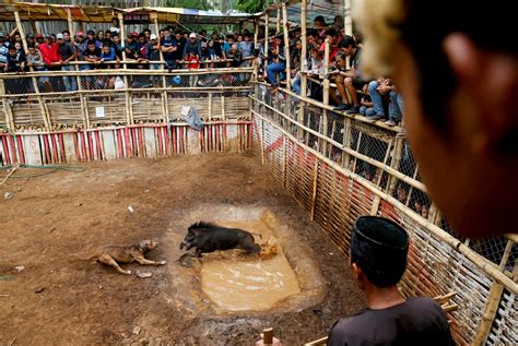 Brutal Pictures From A Bloody Dog And Wild Boar Fighting Tournament In