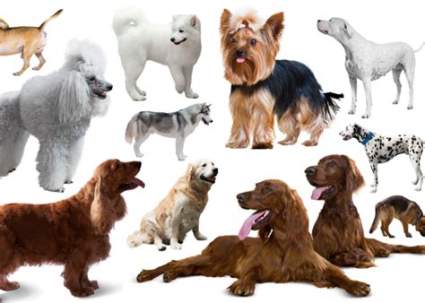 French Dog Breed Names Frenchlearner