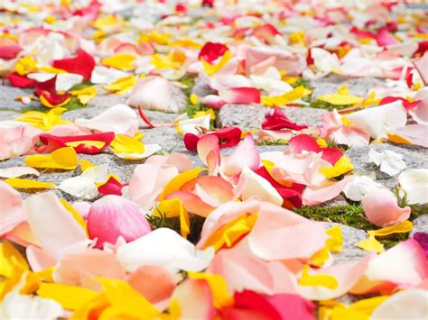 Romantic Ideas Using Roses Raining Roses