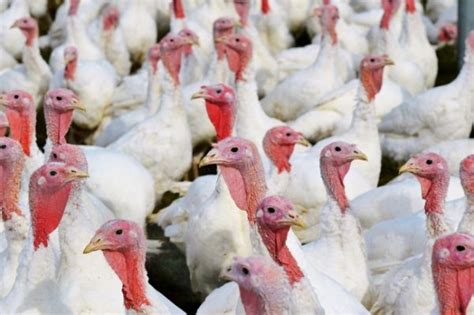 turkey farming information for beginners asia farming