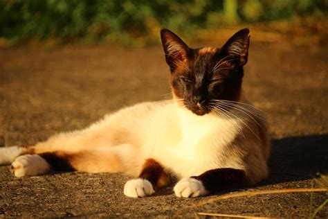 Free Images Kitten Fauna Siam Whiskers Vertebrate Siamese Cat Hot Sex