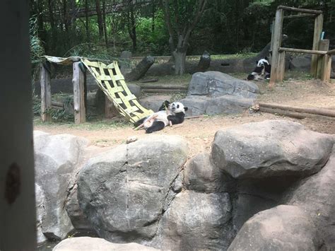 Panda Update Wednesday May 9 Zoo Atlanta