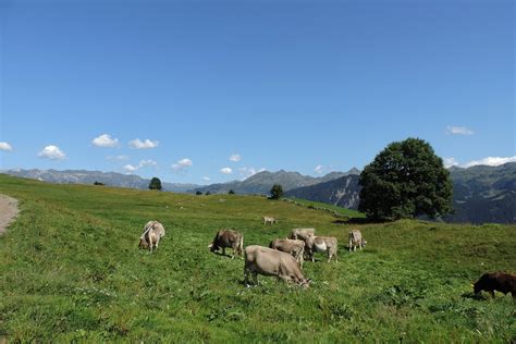 Schweiz Alpen Land Kostenloses Foto Auf Pixabay