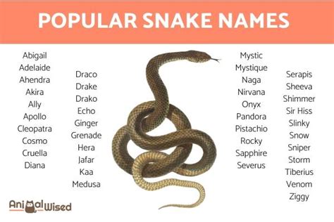 200 Names For Pet Snakes Creative Original Classic And Exotic Names