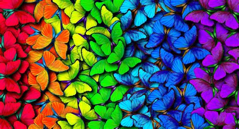 Red Blue Green Butterfly Background Hd Images Cbeditz