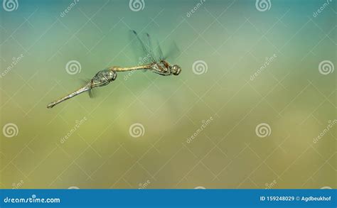 Two Dragonflies Are Flying And Doing The Mating Dance In A Pool In The