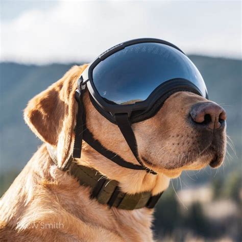 Rex Specs Dog Goggles Fitting Guide Uk