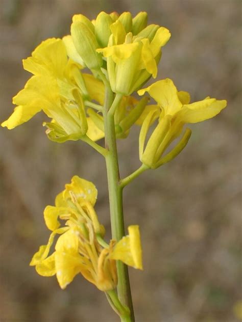 Brassica Nigra Profile California Invasive Plant Council