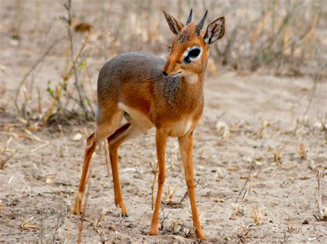 The way your italian surname is spelled can tell you a lot about where your family is from. Unusual names of species | Know Your Critter